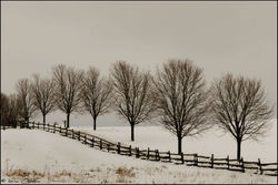 WINTER HAZE