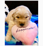 Golden Retriever Breeders Virginia