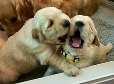 Golden Retriever Puppies for Sale Virginia