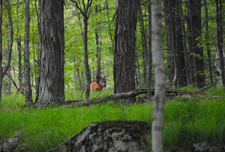 DeerImage.jpeg