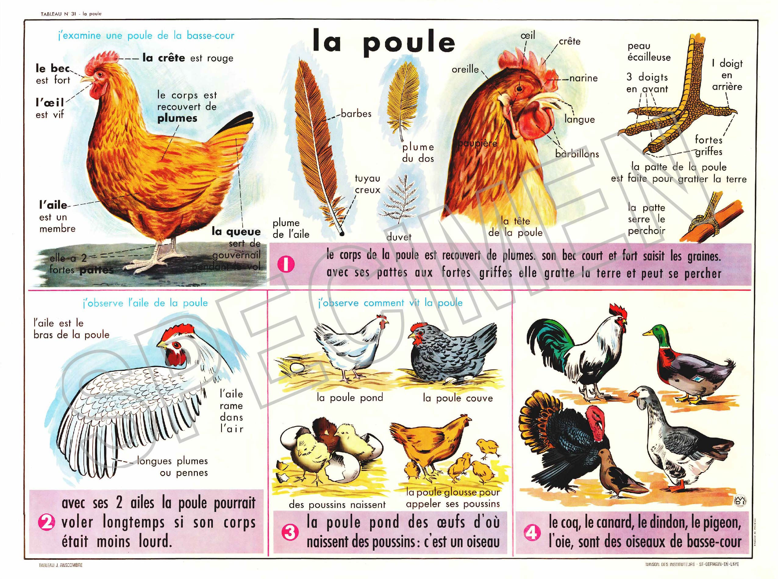 LA POULE