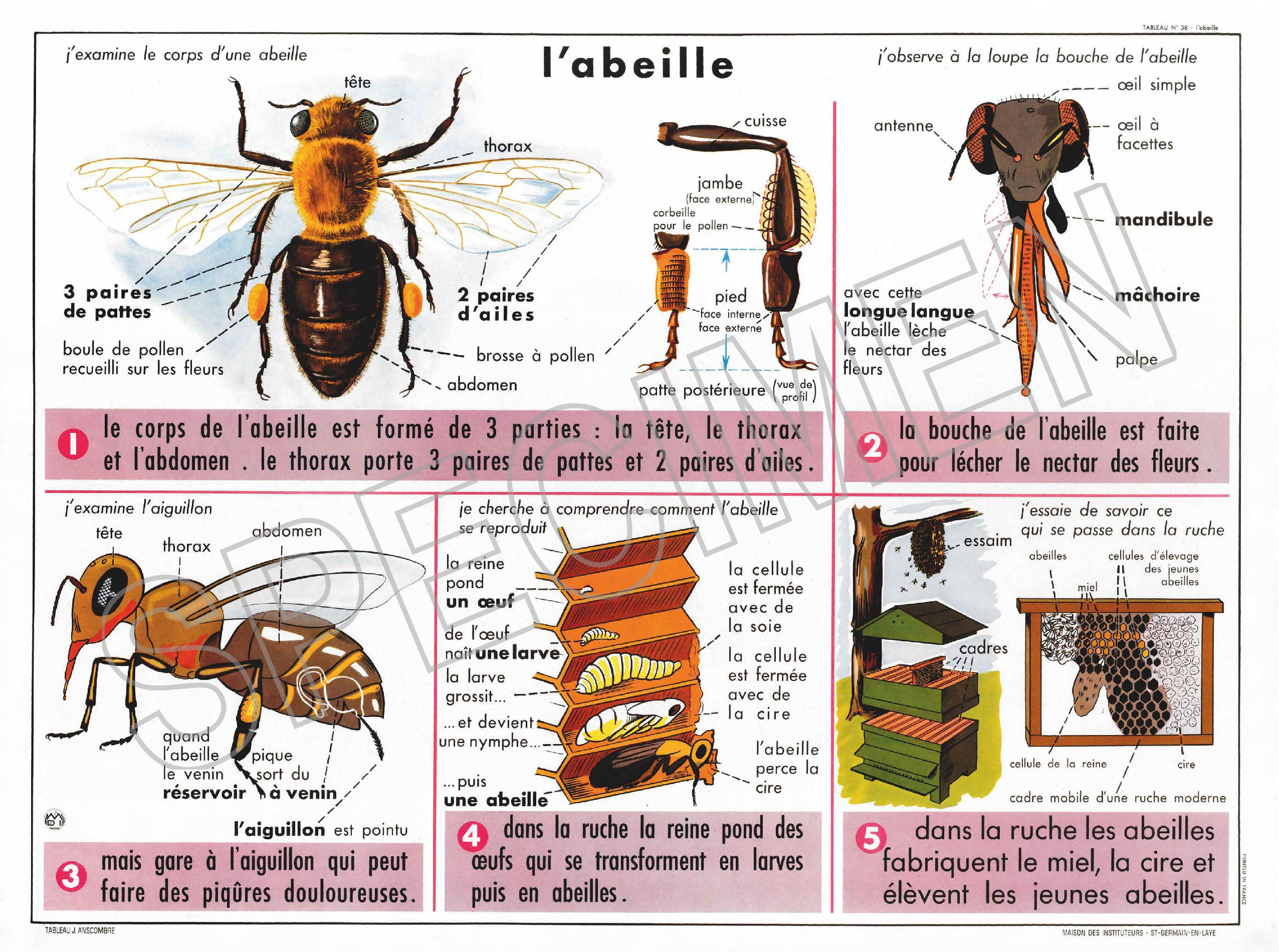 L'ABEILLE
