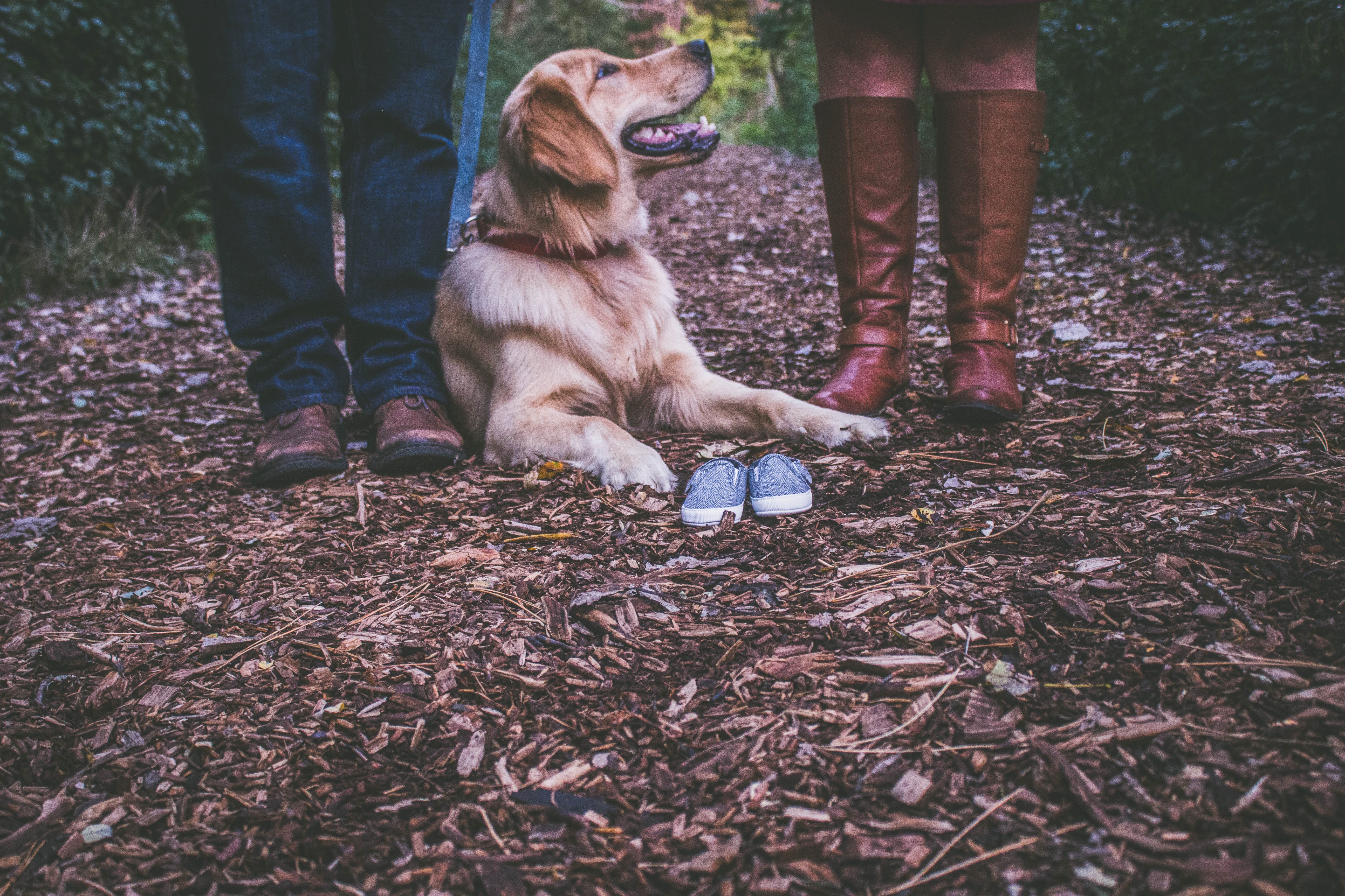 Chien heureux avec ses croquettes Pet's Planet