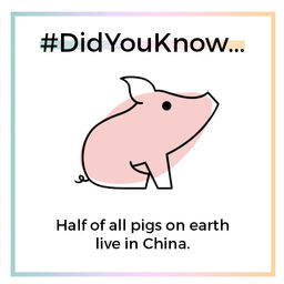 pigs.know.jpg