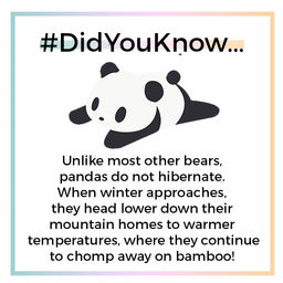 panda.panda.jpg