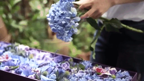 huali.background1.gif