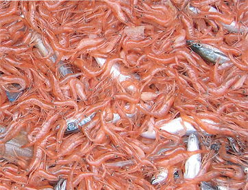 shrimp_then.png