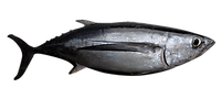 tuna.png