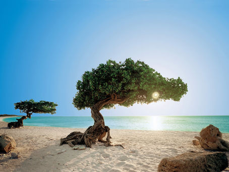 Gastronomische awards voor Aruba