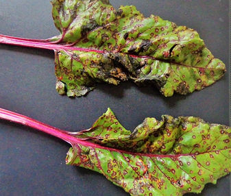 Cercosporiose 1 Maurício Sangiogo.jpg