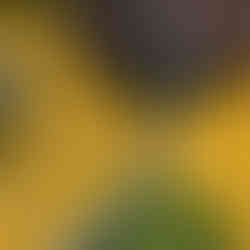 Hillside Beach Club Mekan Tasarımı