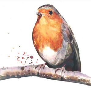 Barbara’s Robin