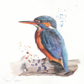Kingfisher study