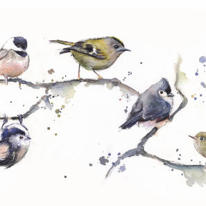 Dawn Chorus