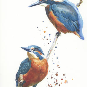 Kingfisher Duet