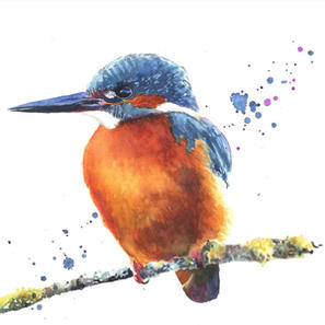 Kingfisher study 2