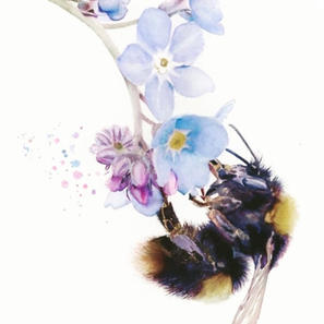 Forget Me Not