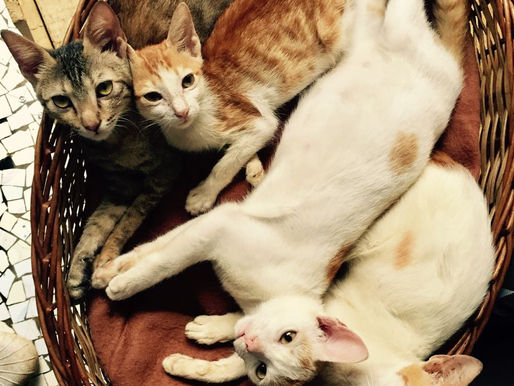 A Fine Feline Afternoon