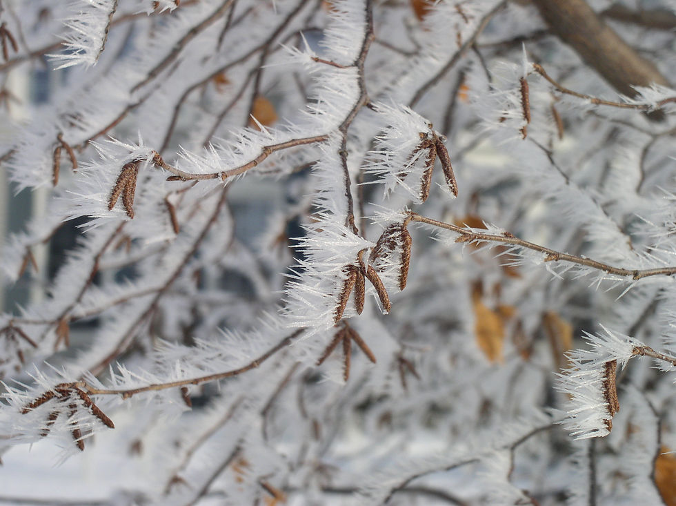 Winter Wonders