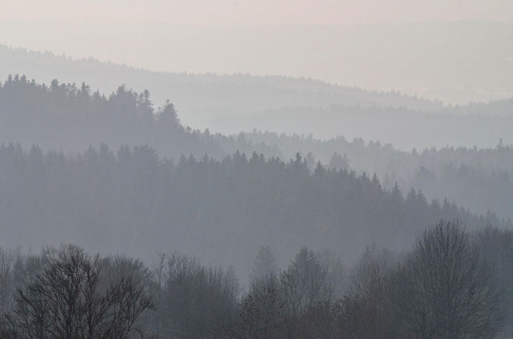 Brouillard sur la forêt.
