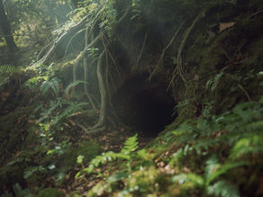 A rabbit hole on a mossy hillside