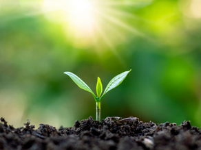 A seeding reaching for the sun