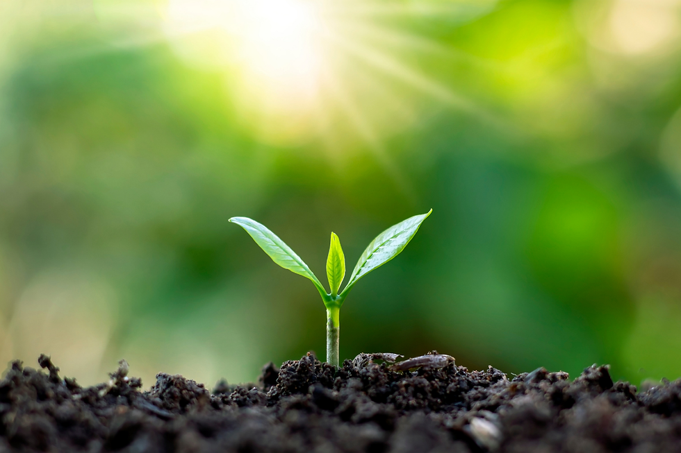 A seeding reaching for the sun