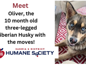Meet Oliver with a little twist!