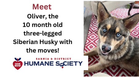 Meet Oliver with a little twist!