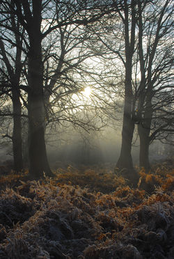 WOODS - RICHMOND PARK