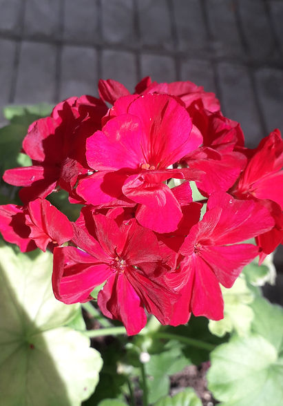 GERANEO ZONALE ROSSO.jpg