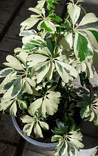 schefflera.jpg