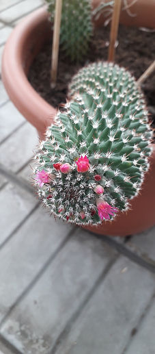 CACTUS IN FIORE.jpg