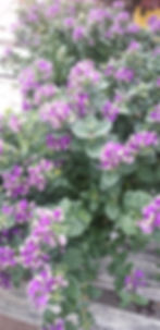 Polygala