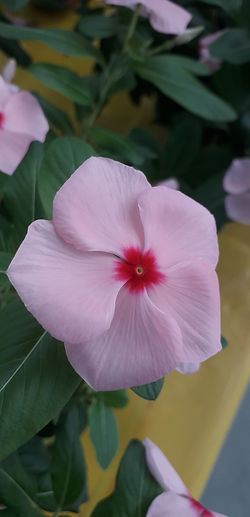 VINCA.jpg
