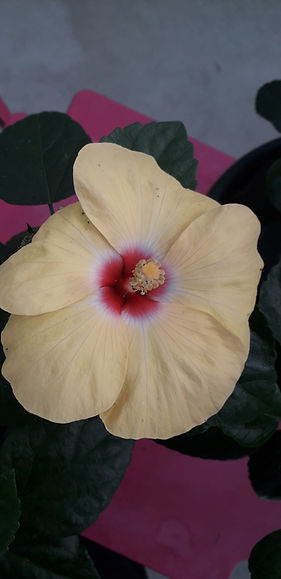 Hibiscus giallo.jpg