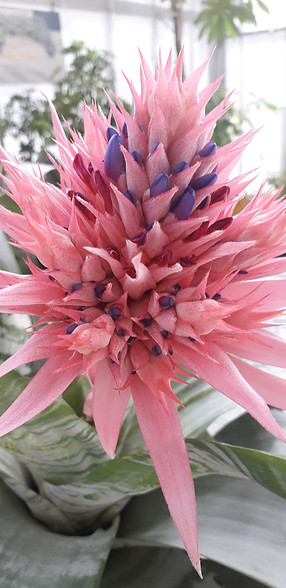 AECHMEA.jpg