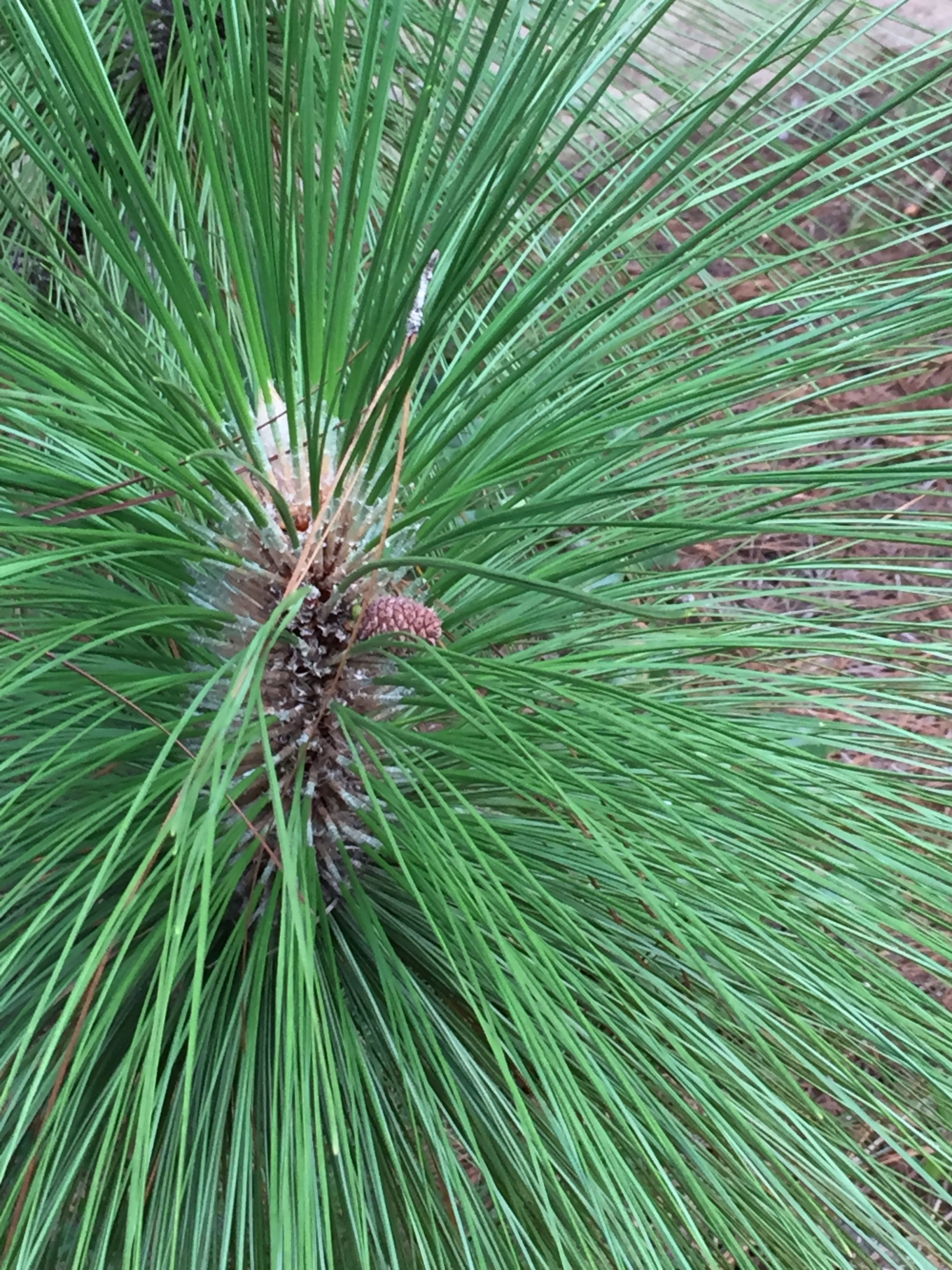 Georgia Long Leaf Pine Needles