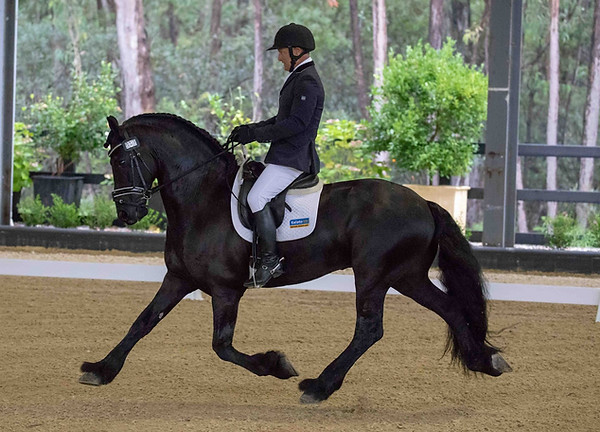 Braggo under saddle with Jeremy Janjic.j