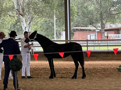 Valkyrie of Black Flat Friesians owned by Jacqueline Lines 2nd Premie.jpg