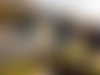 The Benefits of Street Trees: An Earth Day from a Philadelphia Sidewalk