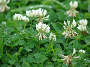 Lucky Lawns: The Benefits of Three-Leaf Landscapes