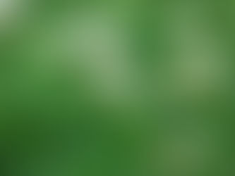 Lucky Lawns: The Benefits of Three-Leaf Landscapes