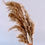Thumbnail: Small natural pampas stems  (x 3)