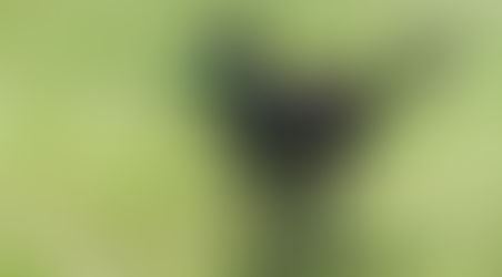 The K9 Encounter as the Premier Choice for Dog Training