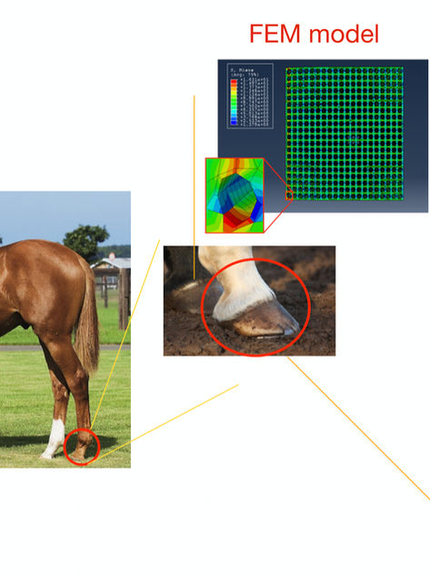 [實習主題] -- 仿生結構材料力學之馬蹄的奧秘
