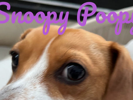 Snoopy Poopy