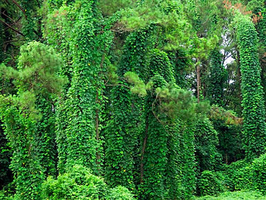Kudzu Banner 1.jpeg