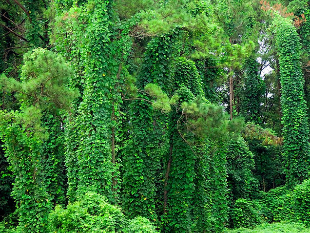 Kudzu Banner 1.jpeg