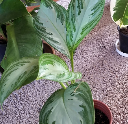 Chinese Evergreen.jpg
